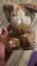 威尔通（WELTSTON）毛绒玩偶小猫咪玩具仿真德文猫布偶猫咪公仔送女孩生日礼物女生士 实拍图