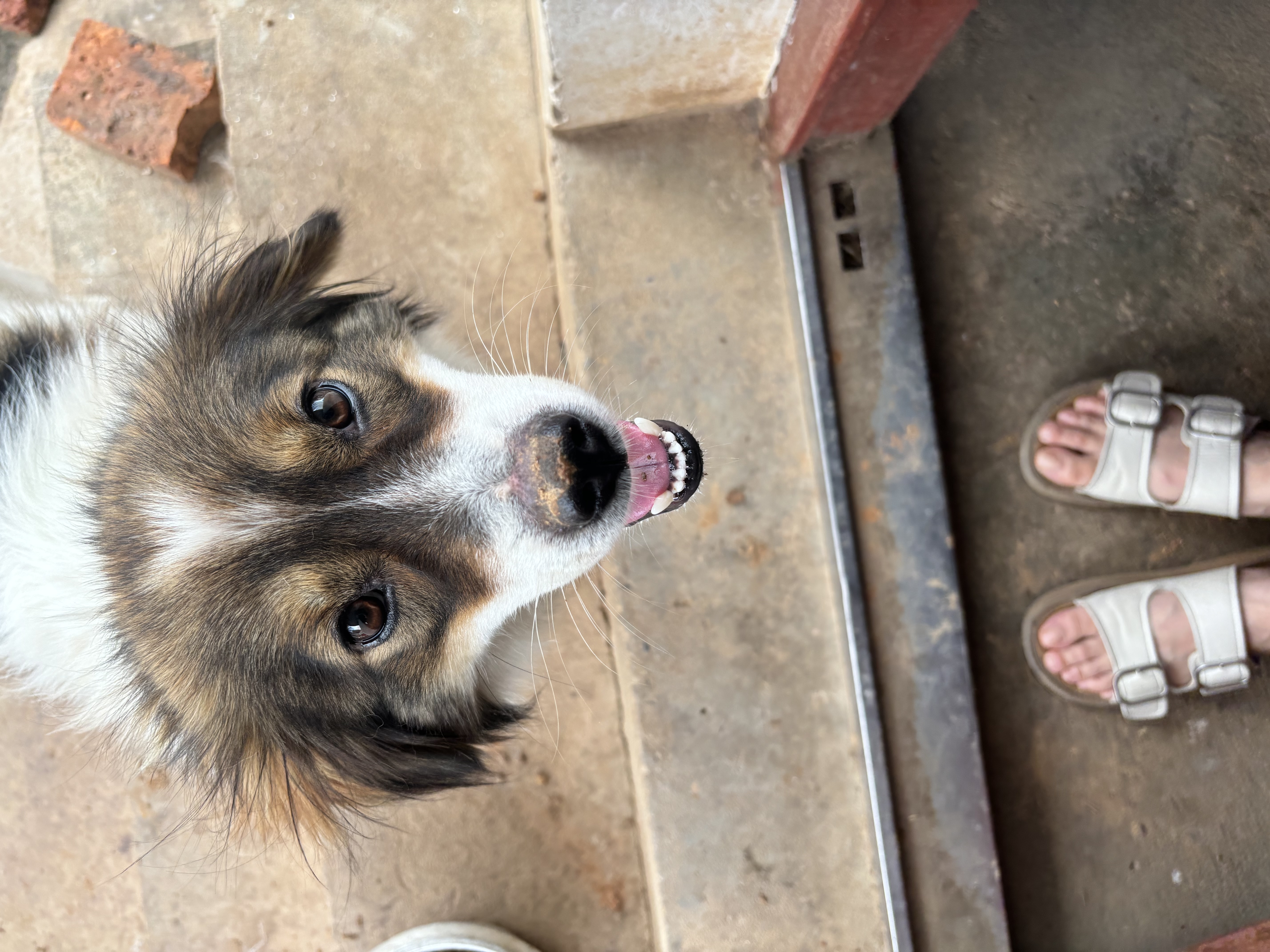 卫加狗粮40斤装通用犬粮金毛德牧泰迪土狗小型中大型犬成幼犬粮20kg 实拍图