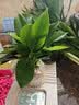 花翁金钻盆栽绿植物大盆绿萝除室内甲醛花卉水培办公净化空气源头直发 实拍图
