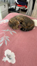 亿迪猫粮冻干幼猫成猫10斤全价英短蓝猫布偶老年猫国产通用全阶段5kg 实拍图