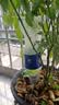 九千谷滴水器自动浇花器3只装渗水器家用自动浇花定时懒人浇水器1428 实拍图