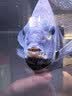 备能鱼盐水族专用盐观赏鱼鱼缸盐杀菌净水养鱼用海盐水质净化剂 4斤 实拍图