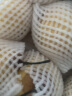 菲农 黄金鸭梨 5斤 单果250-300g 9枚 白鸭梨 脆甜冰糖雪梨 新鲜水果 实拍图