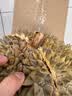 京鲜生 进口金枕头鲜榴莲 净重5-6斤 1个装 新鲜榴莲 水果教师节送礼 实拍图