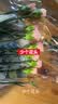 【温婉雅致】单头康乃馨粉钻10枝（花苞发货） 实拍图