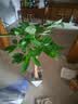 植男植女发财树大型盆栽客厅室内真绿植办公室开业送礼独杆招财树源头直发 晒单实拍图
