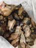 北海印象【北海产地】生蚝干250g牡蛎干海产干货煲汤煮粥食材节日送礼礼品 实拍图