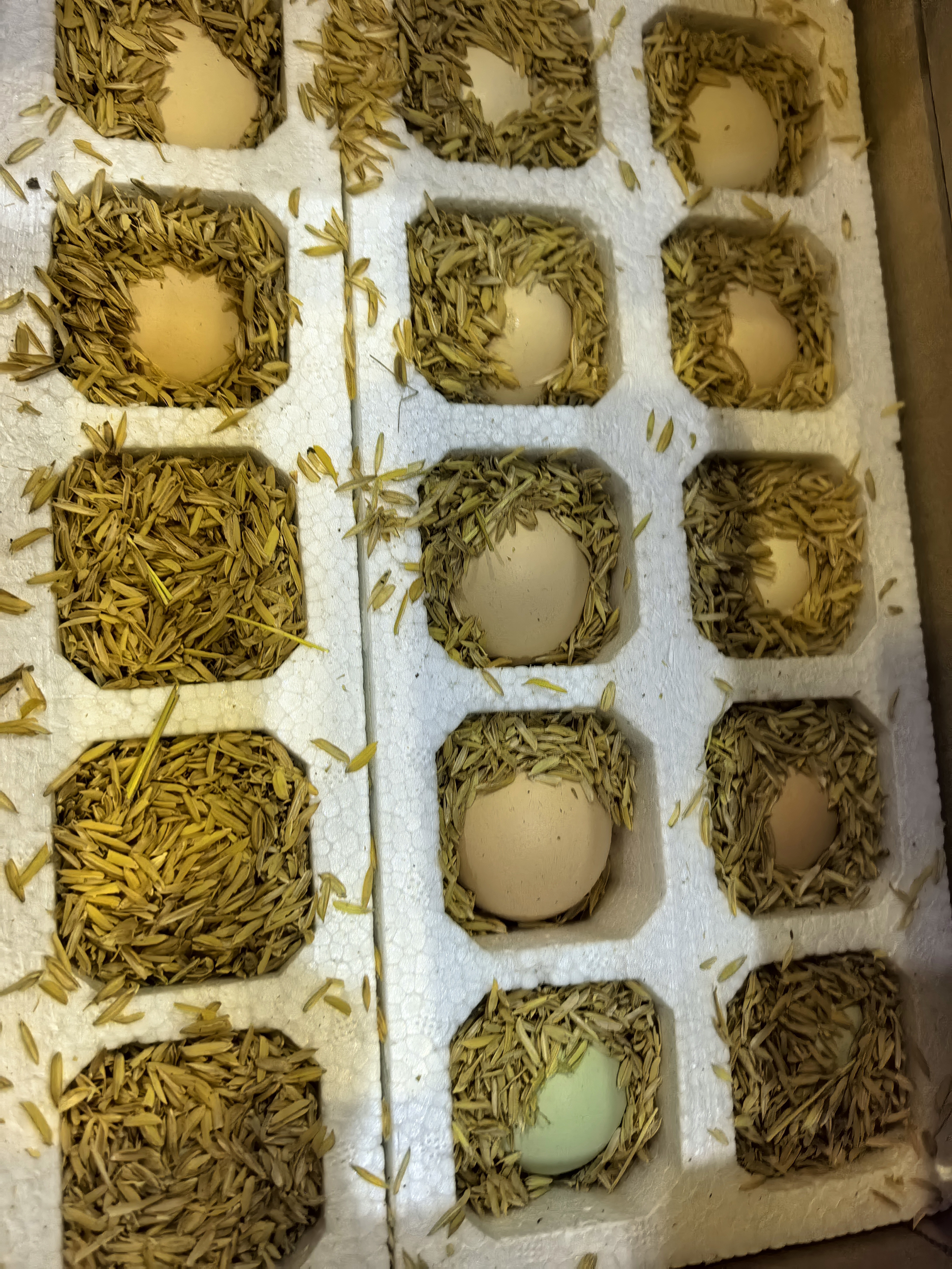 农家鲜鸡蛋虫草蛋新鲜绿壳乌鸡蛋混合装儿童孕妇批发整箱 40枚【32枚虫草蛋+8枚乌鸡蛋】 实拍图