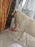 卫加狗粮40斤装通用犬粮金毛德牧泰迪土狗小型中大型犬成犬粮20kg 实拍图