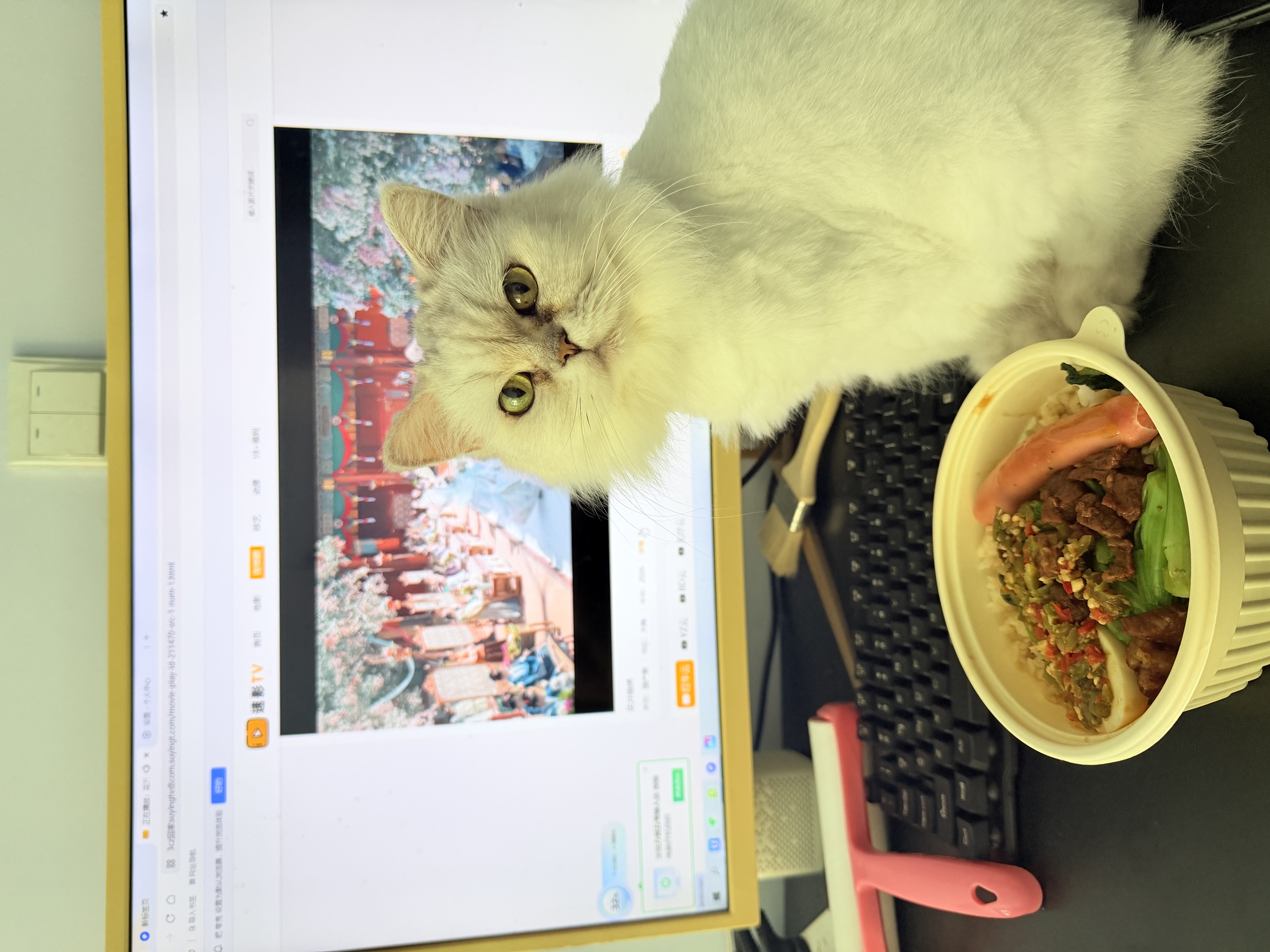 【京东快递】猫抓板磨爪圆形椭圆形瓦楞纸抓盆大号耐抓磨玩睡一体 椭圆50cm【花边随机】 送猫咪必备猫薄荷 实拍图