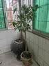 欧博桂花树大树大型庭院原生地栽桂花树苗八月桂金桂四季桂丹桂沉香桂 金桂【原生】 4公分粗【1.5-1.8米左右高】 实拍图