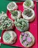 花翁多肉植物含盆土组合桌面室内小盆栽陶瓷花盆老桩红宝石源头直发 实拍图