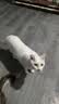 比瑞吉猫粮俱乐部系列 添加三文鱼 全价全期猫粮2kg*3包 实拍图