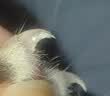 指甲剪宠物专用新手推荐猫咪指甲剪狗狗美甲圆孔指甲刀清洁美容 【橙色双孔】1个 实拍图