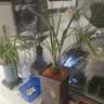 花大师蓝莓专用土盆栽营养土蓝莓树种植土大颗粒蓝莓土疏松透气 糖化硼肥片（防虫）3g 实拍图