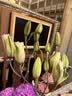 AB级优质香水百合鲜花水培插花家庭生活水养鲜切玫瑰云南产地直发 重瓣-伊莎贝拉10-12朵 实拍图