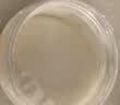 红棉0热量0脂肪代替白砂糖烘焙罗汉果代糖轻食咖啡伴侣 500g 实拍图