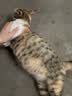 网易严选宠爱相伴全价猫粮 实惠宠物主粮成幼猫爱心公益 美毛护肠胃 1.8kg 实拍图