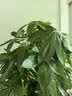 花财主天堂鸟盆栽办公室大型绿植客厅鸭脚木植物家用吸甲醛净化空气好养 步步高发财树1.7-1.8m【福字盆】 实拍图