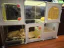 蔻丝猫笼子带厕所一体家用室内猫窝透明四季通用猫柜猫别墅猫屋自营 实拍图