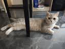 pidan混合豆腐猫砂 除臭结团经典款豆腐膨润土皮蛋猫砂2.4kg*8包 实拍图