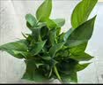 京东绿植绿萝盆栽除甲醛花卉绿植办公室新房净化空气180加仑4盆装源头直发 实拍图