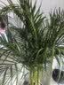 植男植女富贵椰子客厅绿植散尾葵大型绿植凤尾竹室内盆栽夏威夷竹源头直发 实拍图
