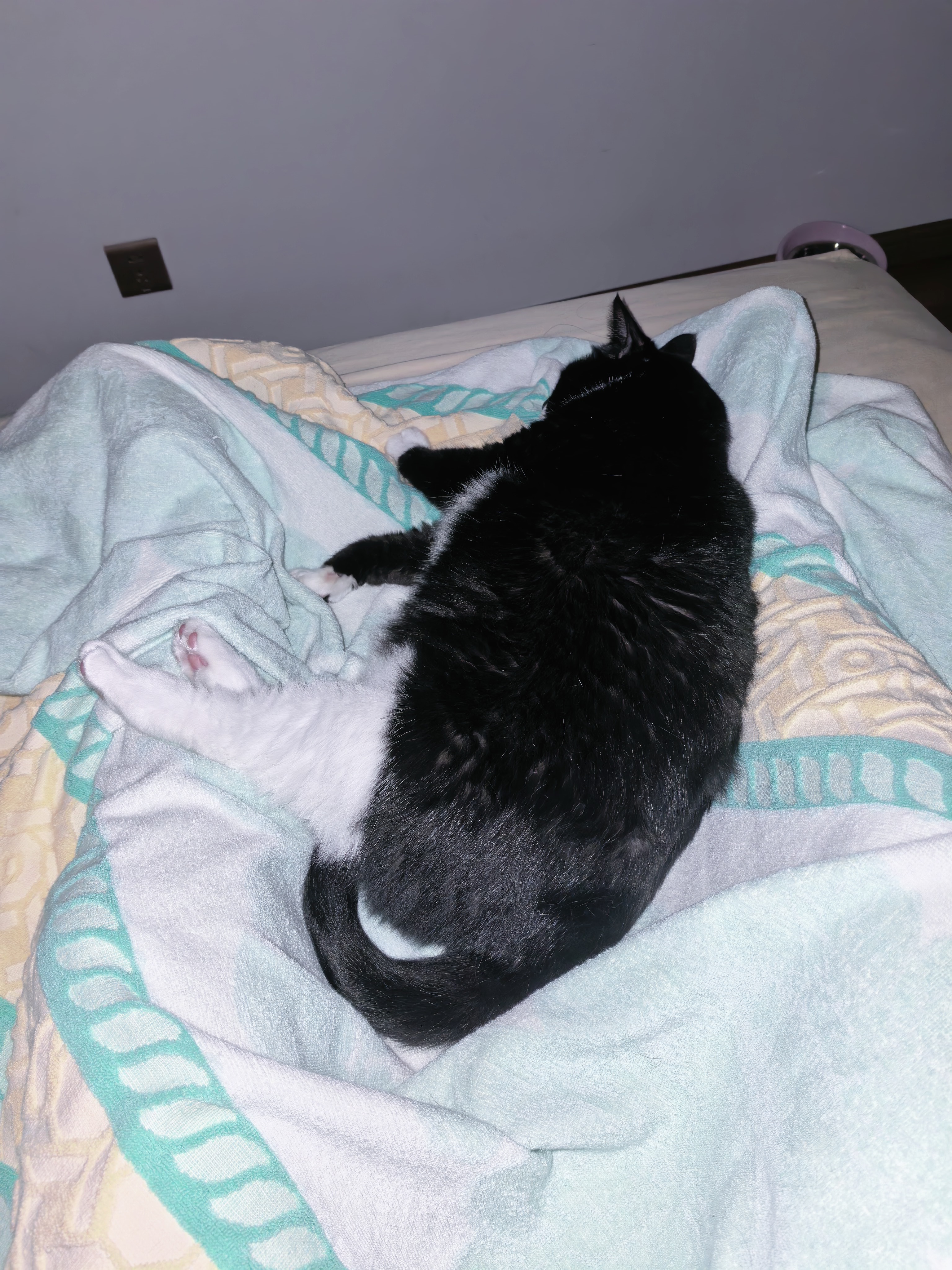 希尔思Hill‘s原装进口全价高蛋白成猫低卡低脂长肉控体高适口性猫粮7磅 实拍图