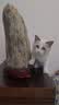 凯锐思 布偶猫专用猫粮幼猫成猫主粮深海鱼粮 布偶2kg 实拍图
