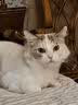 富力鲜（Frisian）泰国进口 猫罐头85g罐白身鲔鱼+牛肉成猫宠物猫粮零食 新客试吃 实拍图