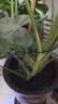 芷郁植物防倒伏支架铁艺绣球吊兰支撑杆园艺固定架爬藤花架 4个大号 实拍图