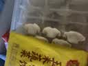 湾仔码头玉米蔬菜猪肉水饺1320g66只速食面点生鲜饺子儿童早餐中秋送礼 实拍图
