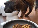 网易严选冻干桶鸡肉宠物零食100%鲜肉蛋黄五拼猫狗通用 呵护肠胃 500g 实拍图