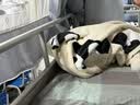 野兽派家居（tbh）熊猫香味毯办公室毛毯午休毯法兰绒毛毯空调毛毯客厅沙发车载毯子 实拍图