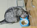 网易严选猫湿粮零食浓汤大口肉罐头鸡肉+三文鱼 85g*24罐 实拍图