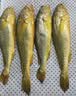 三都港 冷冻黄花鱼700g/2条装 大黄鱼深海鱼 生鲜鱼类 海鲜水产中秋礼品 实拍图