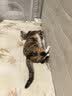 皇家猫粮 幼猫猫粮 幼猫奶糕 K36 通用粮 4-12月 2KG*3 实拍图