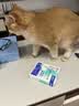 新宠之康宠物猫咪狗狗电解质葡萄糖粉能量恢复体弱虚钾钠液盐脱水中暑应激 实拍图