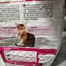 皇家猫粮 挑嘴成猫猫粮 高适口性 EF38 通用粮 12月以上 10KG 实拍图