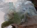 疯狂水草爬地矮珍珠5片水草植物鱼缸造景草坪趴地珍珠草阴性源头直发包邮 实拍图