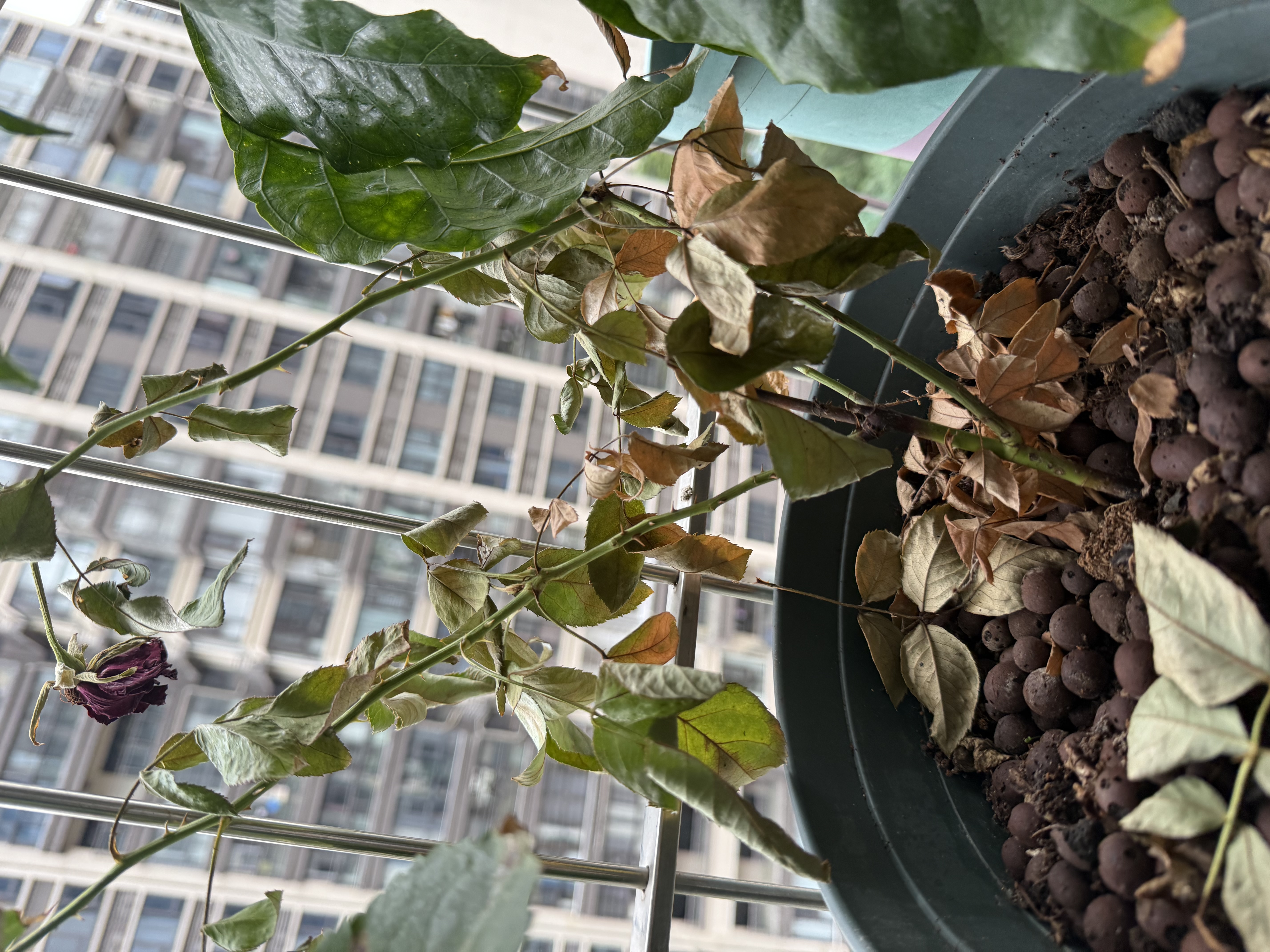 果汁阳台月季花苗四季开花卉盆栽绿植物室内花易活玫瑰带花苞庭院 黑巴克【大花浓香，月月开分枝多】 【带花苞】【盆口径15cm】原盆冠25高35 实拍图