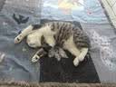 网易严选宠爱相伴全价猫粮 实惠宠物主粮成幼猫爱心公益 美毛护肠胃10kg 实拍图