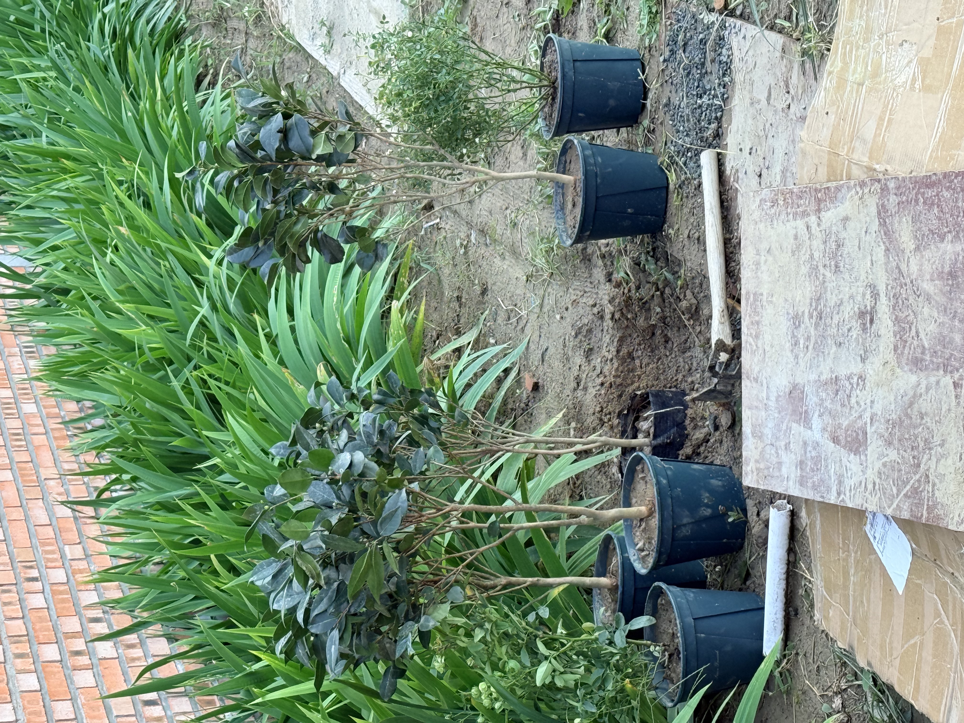 盆栽茶花苗 四季香妃茶花浓香型山茶花树庭院室内好养五色赤丹茶花树苗花卉植物 精品五色 5年苗花期花苞多多 实拍图