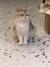 instinct天然百利猫粮 进口鸡肉增肥宠物小幼猫成猫老年猫英短美短猫主粮 【大包复购-效期27/10月】经典无谷鸡肉全猫粮5kg 实拍图