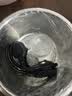 LOTOR电热饭盒自热插电保温热饭器蒸饭器上班族带饭神器办公室蒸煮可加热饭盒 1.45L 浅粉色基础款 实拍图