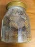 应序天养甘草竹盐枇杷干500g正宗原味无添加香精福建云霄特产健康轻零食 实拍图