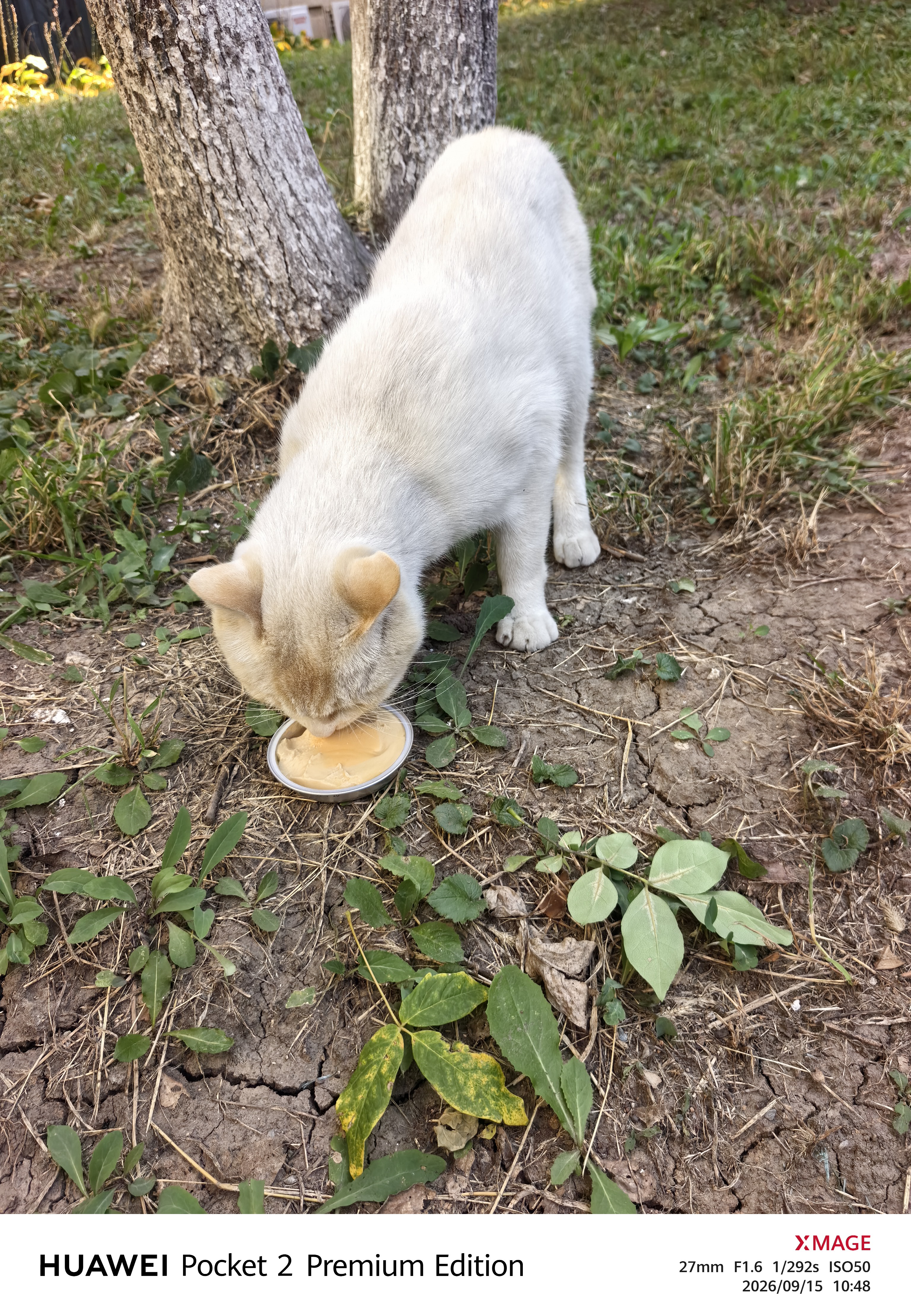 布兰德全价鲜煮主食猫条罐头湿粮幼猫成猫增肥猫条 甜虾北极贝32支装 实拍图