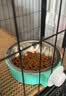 皇家猫粮 幼猫奶糕 幼猫猫粮 BK34 通用粮 1-4月 2KG 实拍图