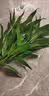 花翁带根富贵竹水培植物客厅招财旺宅花卉绿植盆栽竹子文昌竹源头直发 实拍图