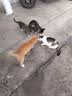 伟嘉猫粮成猫全价猫粮亮毛蓝猫均衡营养10kg海洋鱼夹心粮【原料透明】 实拍图